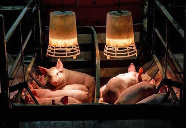 Температура в свинарнике: особенности разведения свиней в условиях фермы
